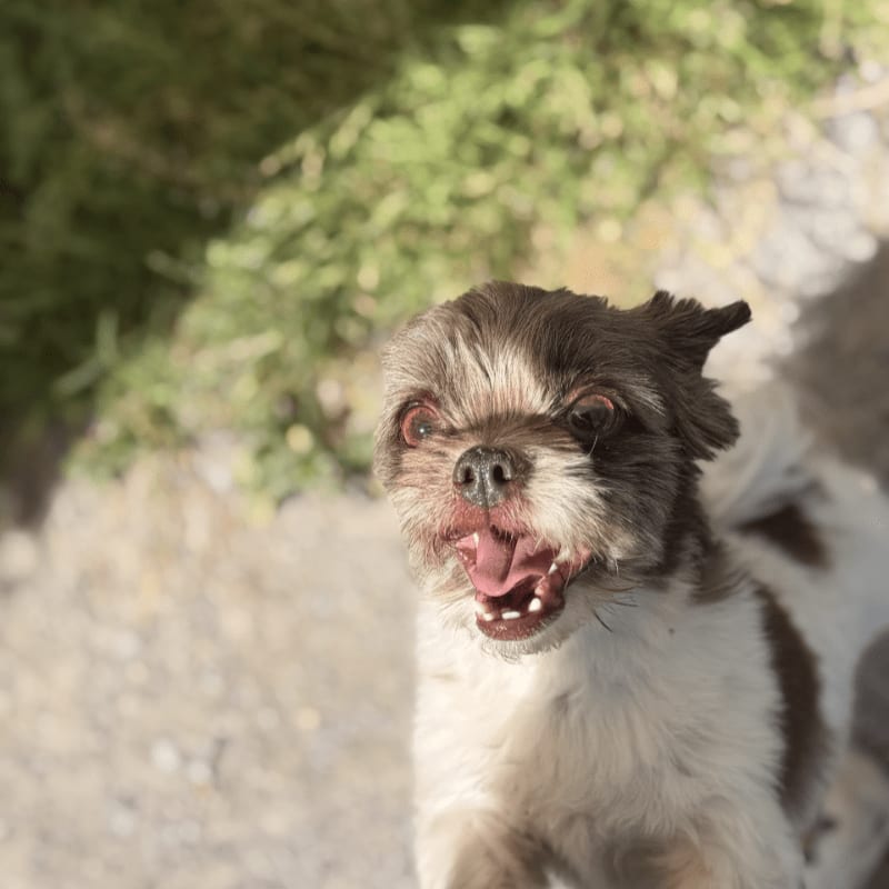 A shih tzu with a brown and white coat and wide eyes is in the foreground, with blurred green foliage and a sandy ground in the background.