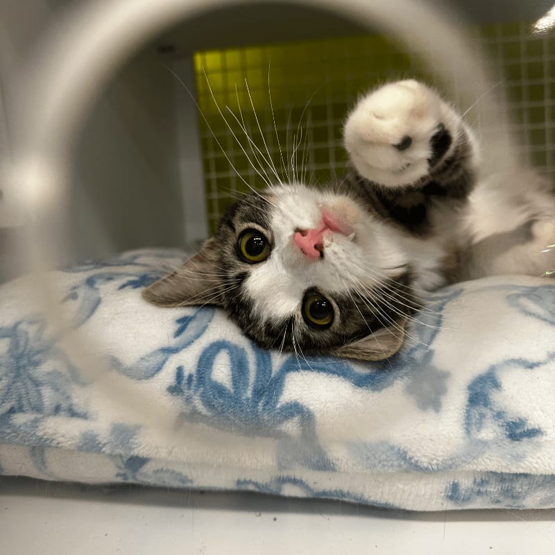 A playful kitten with wide eyes and a pink nose lies on a patterned blanket, with a blurry cage in the background.