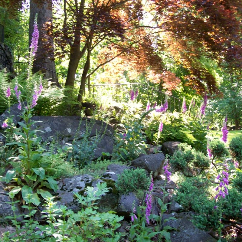 Purple foxglove blooms among rocks and lush greenery in the foreground, with a sun-dappled maple tree and a fence visible in the background.