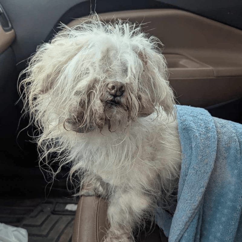 A shaggy white dog, wrapped in a blue towel, sits in a car with its face obscured by its fur, while the car's interior forms the background.