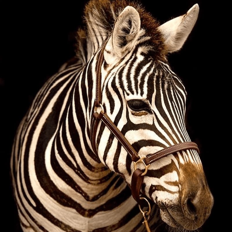 A zebra with a leather halter stands against a stark black background.