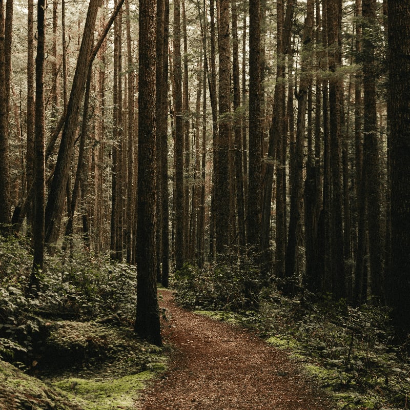 a dirt path in the middle of a forest