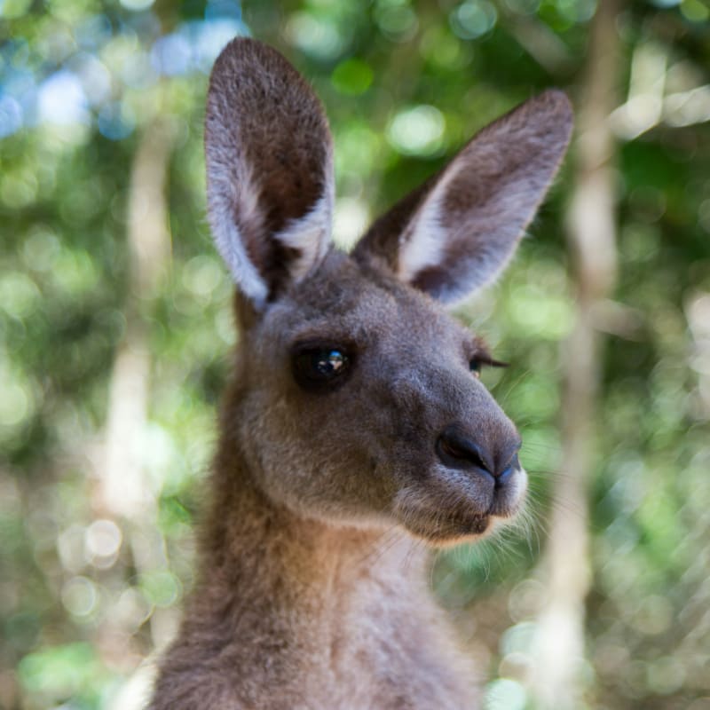 brown kangaroo