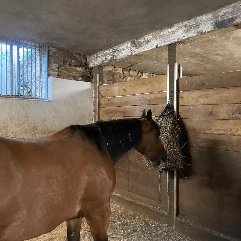 A brown horse eats hay from a net hanging in a rustic stable with a barred window in the background.