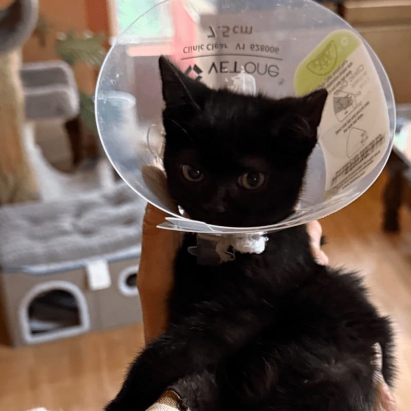 A black kitten wearing a clear cone collar is held in someone's arms, with a multi-level cat bed visible in the blurred background.