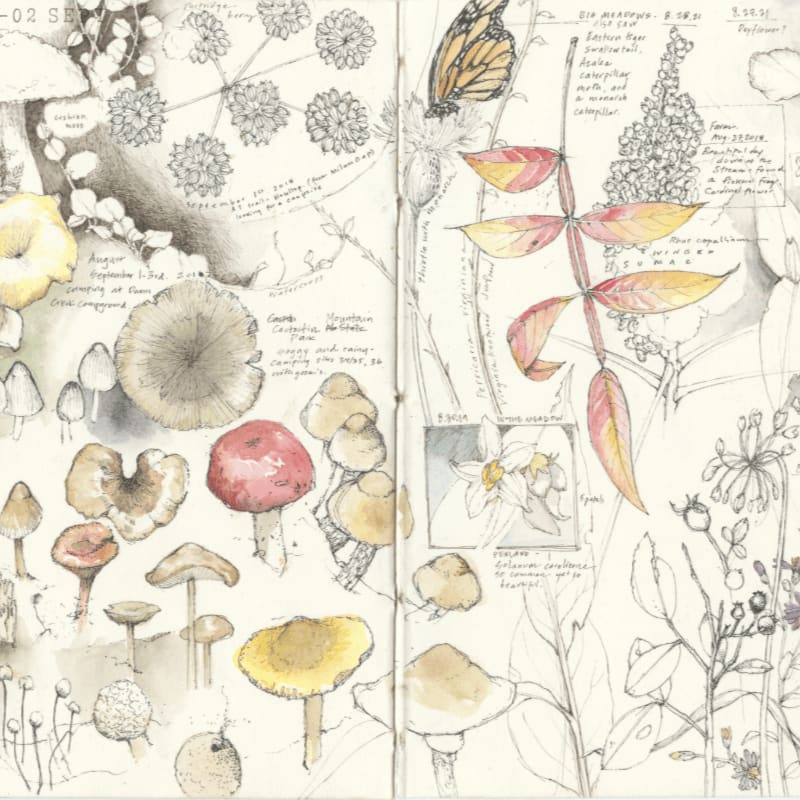 A detailed sketch of various mushrooms and plants, including a monarch butterfly, fills the page, with handwritten notes and botanical illustrations in the background.