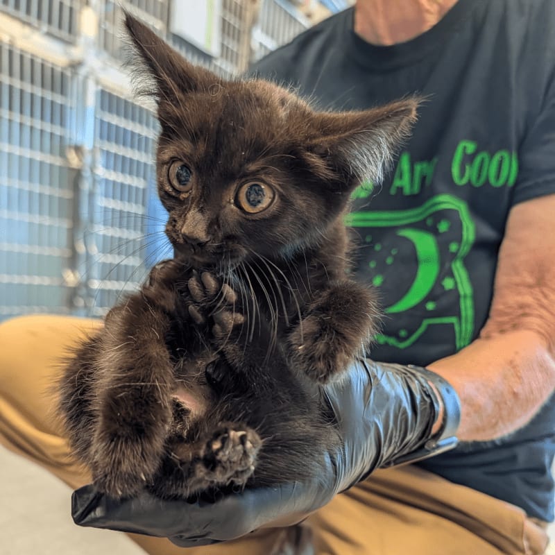 A tiny, wide-eyed black kitten with its paw to its mouth is held in gloved hands in front of a person wearing a green t-shirt and a background of animal cages.