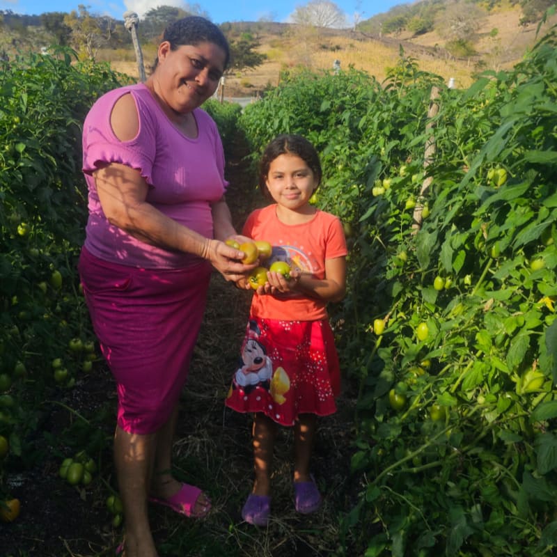 A woman and a young girl stand in a lush tomato field, holding a harvest of ripe tomatoes, with rolling hills and a clear blue sky in the background.