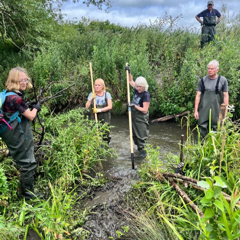 Four people in waders work in a muddy stream surrounded by lush green foliage, with another person standing further back on the bank.