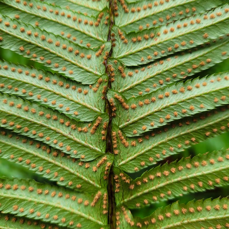 Rows of brown spore clusters dot the vibrant green fronds of a fern in the foreground, with a soft, blurred green background.