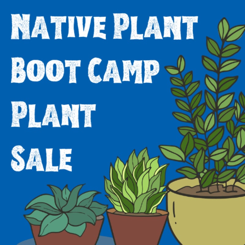 Three potted plants with lush green leaves are in the foreground against a bright blue background with white text that reads "NATIVE PLANT BOOT CAMP PLANT SALE."