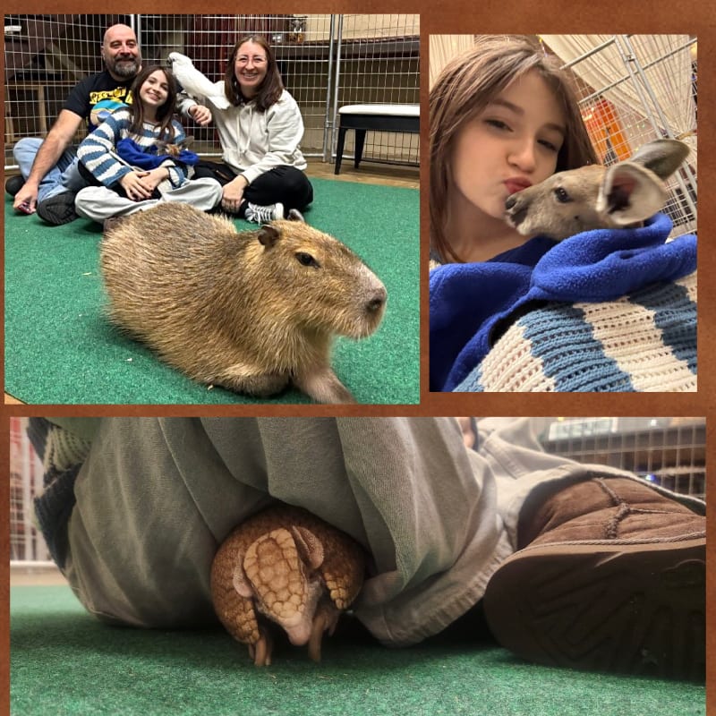 A capybara sits on a green carpet in the foreground of the left panel, with a family in the background, while a young girl holds a joey in the top right panel, and an armadillo peeks out from under someone's legs in the bottom panel.