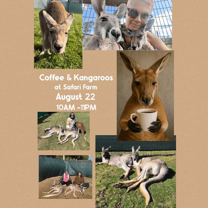 Kangaroos are featured in various poses, some with people, against a backdrop of text and grassy enclosures.