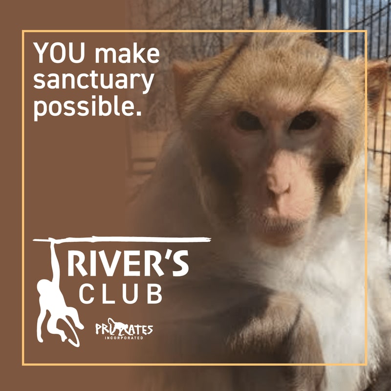 A close-up of a monkey's face fills the foreground, with a cage and text overlaying the background.