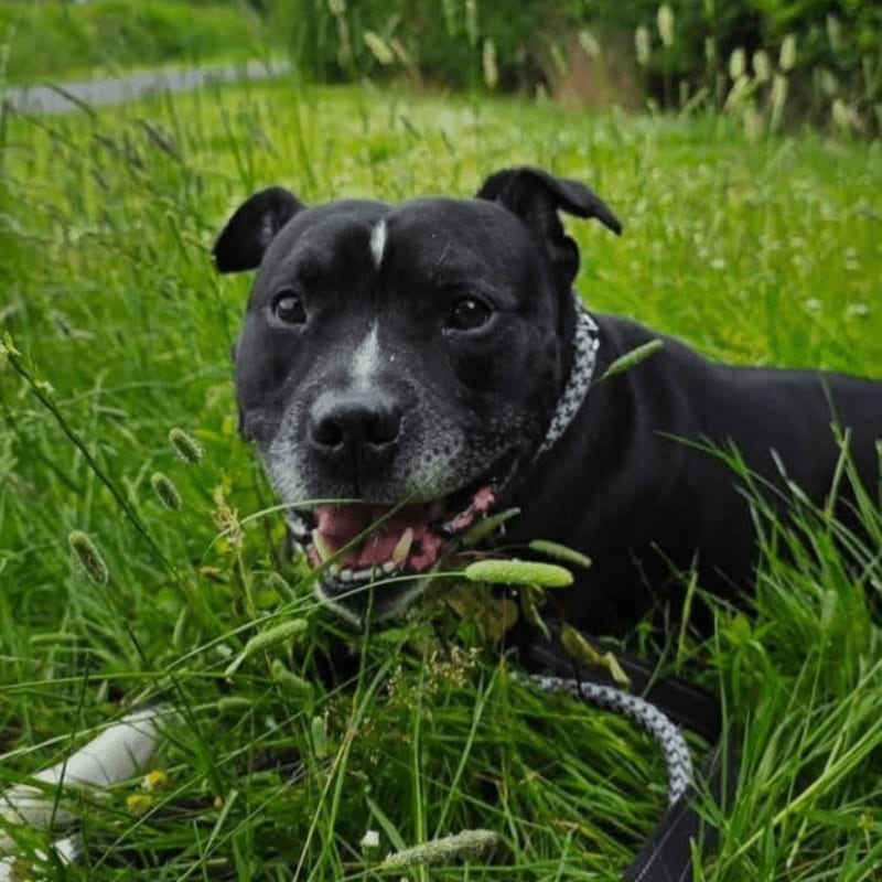 A black dog with a white blaze on its forehead lies in tall green grass, with a blurred background of more greenery.