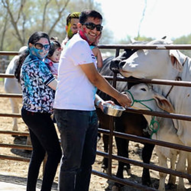 A family with colored powder on their faces feeds cows in a fenced enclosure with trees in the background.