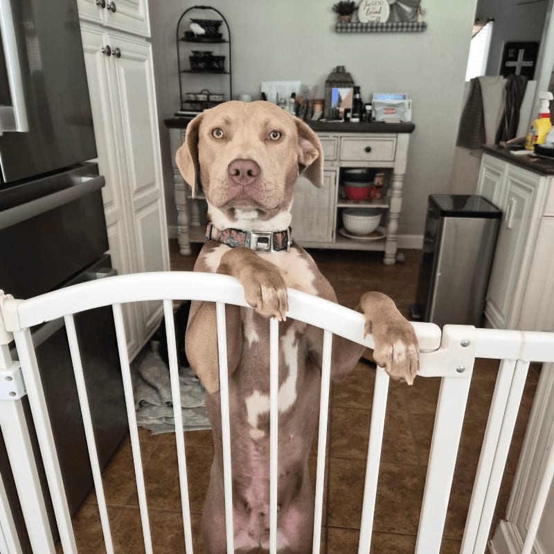 A tan and white dog with a patterned collar stands on its hind legs, resting its front paws on a white baby gate in a kitchen.