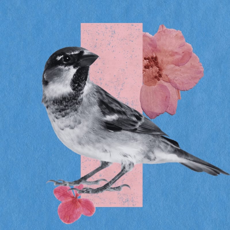 A sparrow perches on a pink rectangle with a pink flower above and below it, set against a textured blue background.