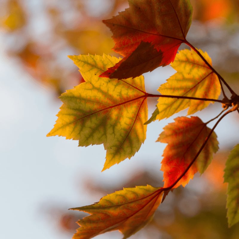 selective focus photography of orange leaves