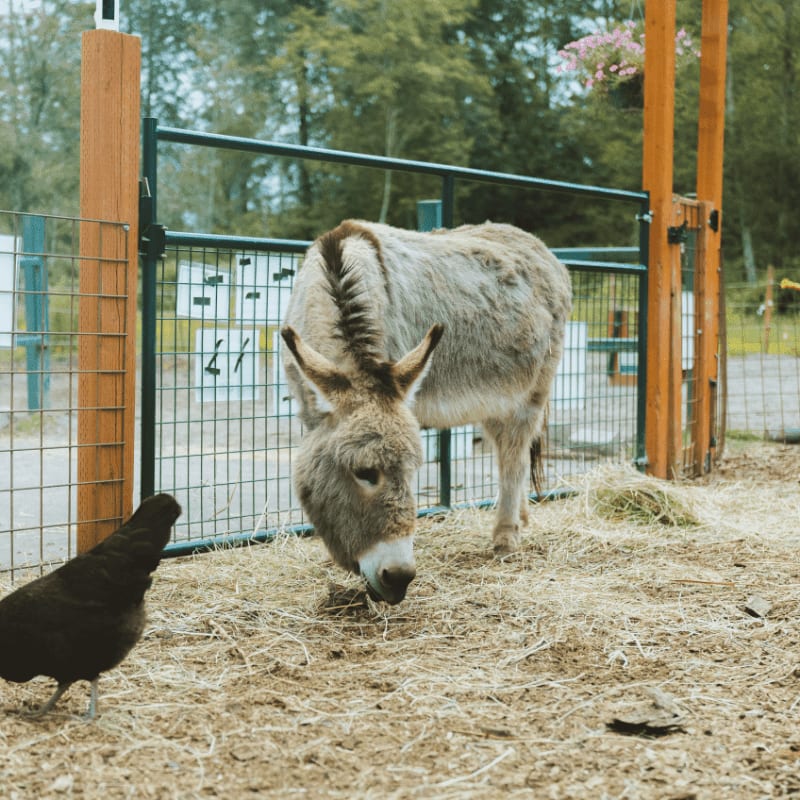 A donkey grazes in straw behind a fence, with a black chicken in the foreground.