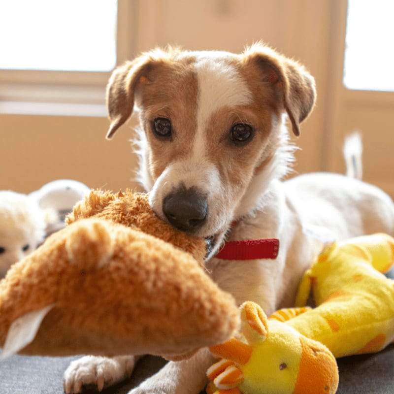 white and brown short coated dog on brown bear plush toy