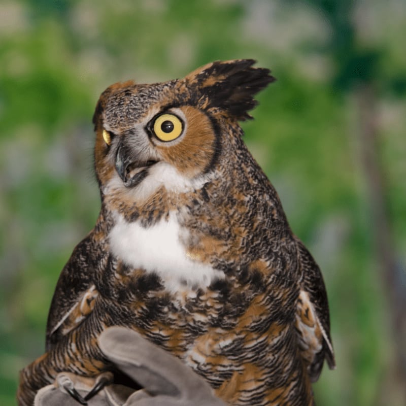 A great horned owl with bright yellow eyes is perched on a gloved hand against a blurred green background.