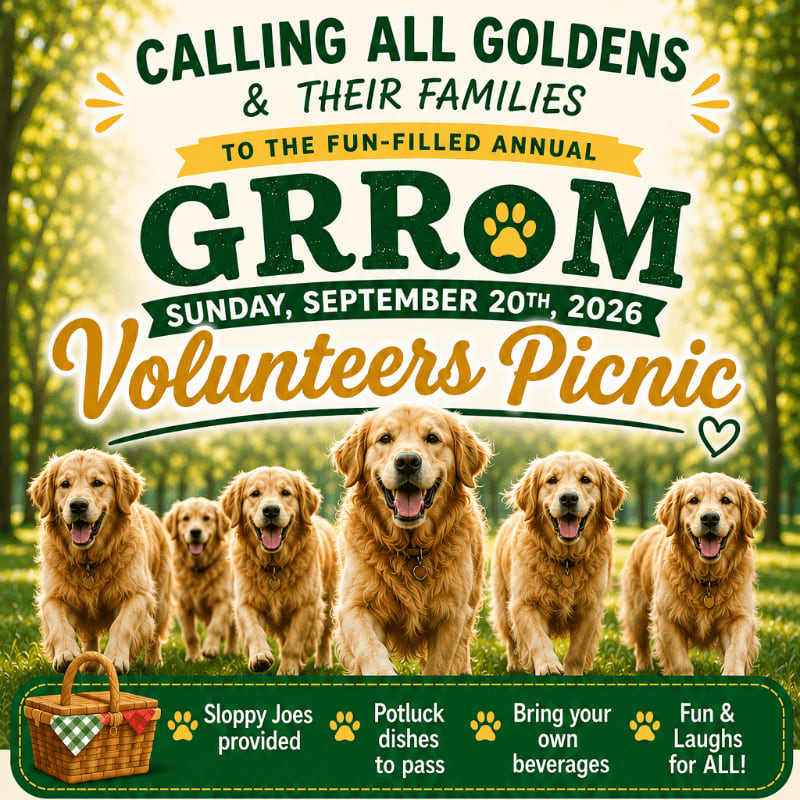 A group of happy golden retrievers are in the foreground with a picnic basket, while the background features a sunny park with trees and text announcing a "GRROM Volunteers Picnic."