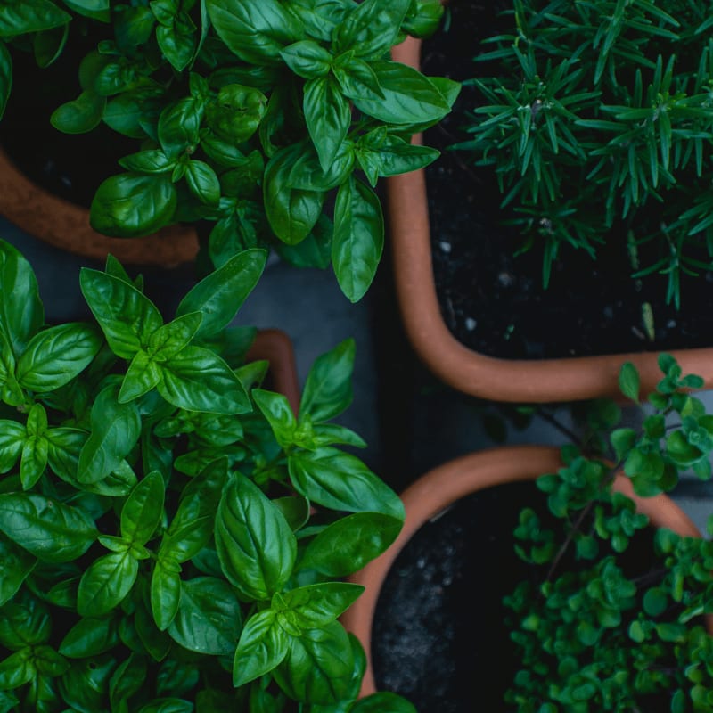 top view photo of green leafed plants in pots