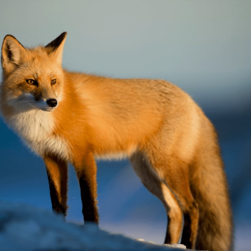 brown fox on snow field