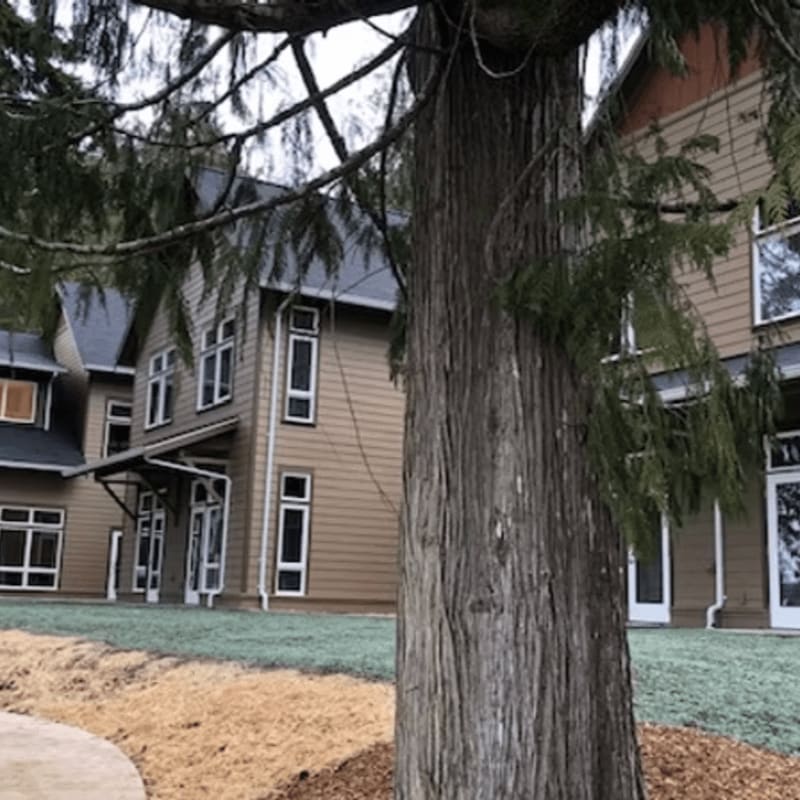 A large tree trunk dominates the foreground, with a tan building featuring multiple windows and a covered entrance visible in the background.