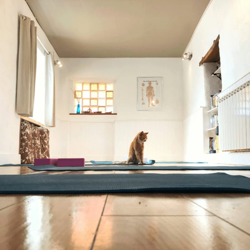brown long coated dog on blue yoga mat