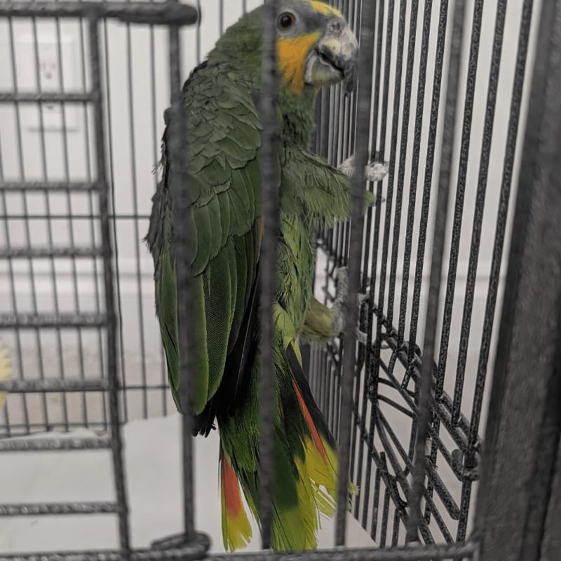 A green parrot with a yellow face and red and yellow tail feathers clings to the bars of its cage, with a blurred white wall and a dark curtain in the background.