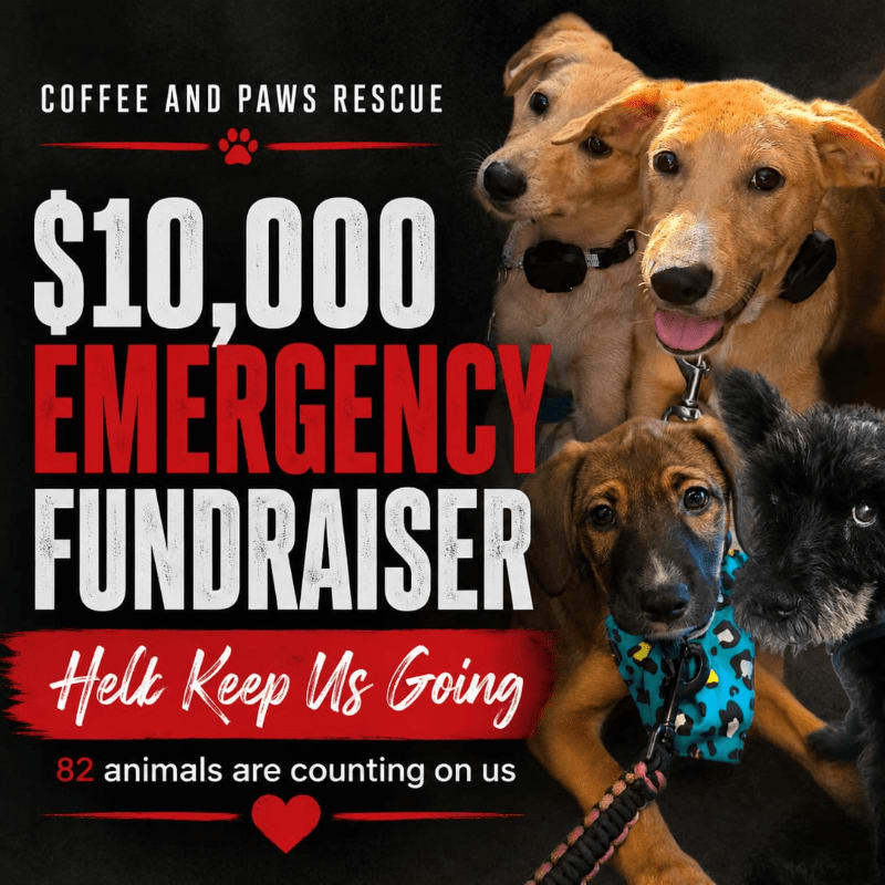 Four dogs, three light-colored and one black, are in the foreground with a fundraising appeal for "Coffee and Paws Rescue" in the background.