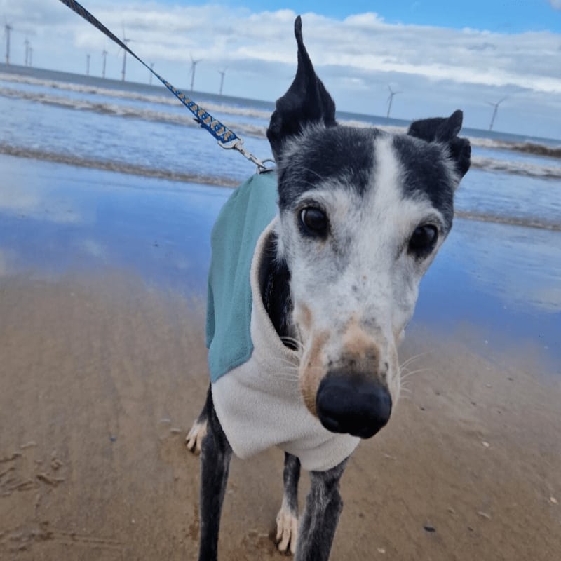 A greyhound in a teal coat stands on a sandy beach with the ocean and wind turbines in the background.