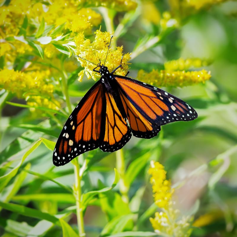 A monarch butterfly rests on a yellow flower in the foreground, with a blurred green background of foliage.