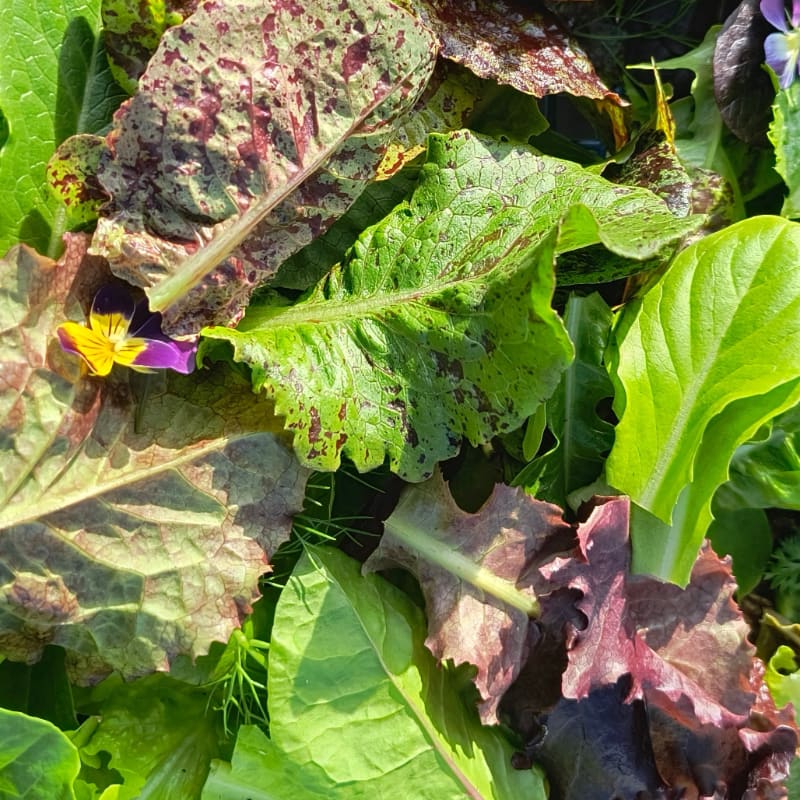 A close-up view of a vibrant salad mix with colorful leaves and edible flowers in the foreground, set against a blurred, natural background.