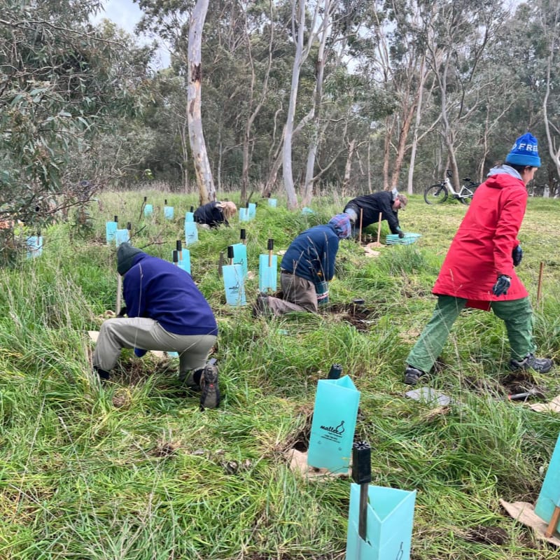 People in the foreground are planting saplings in a grassy field, while a wooded area with eucalyptus trees forms the background.