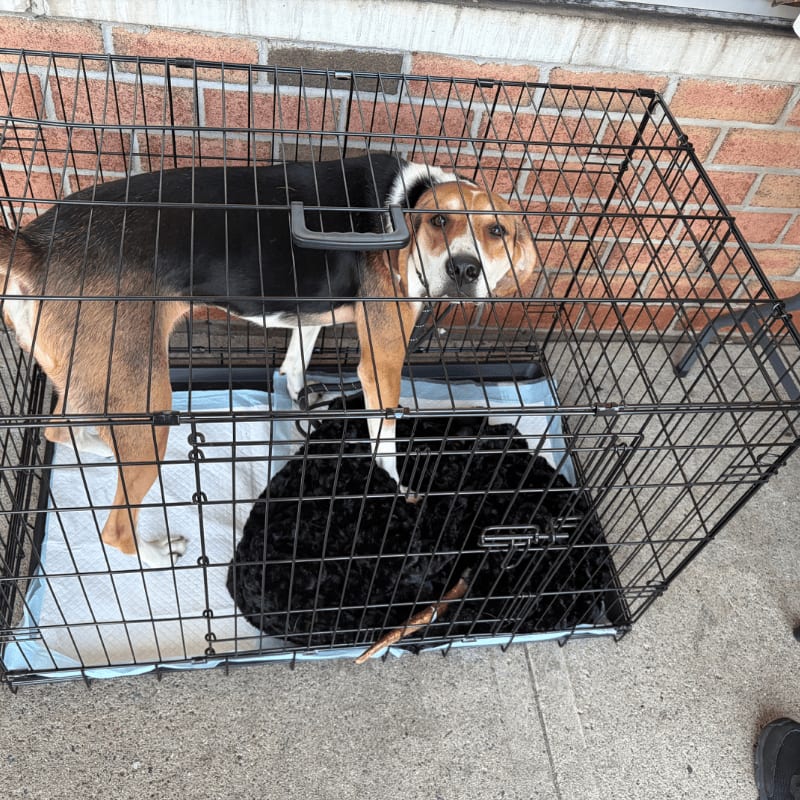A dog stands in a wire crate with a black fluffy bed, while a brick wall is visible in the background.
