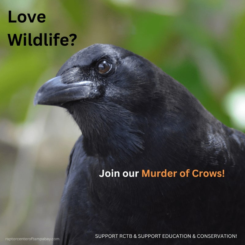 A close-up of a crow's head fills the foreground, with a blurred green background and text overlaying the image.