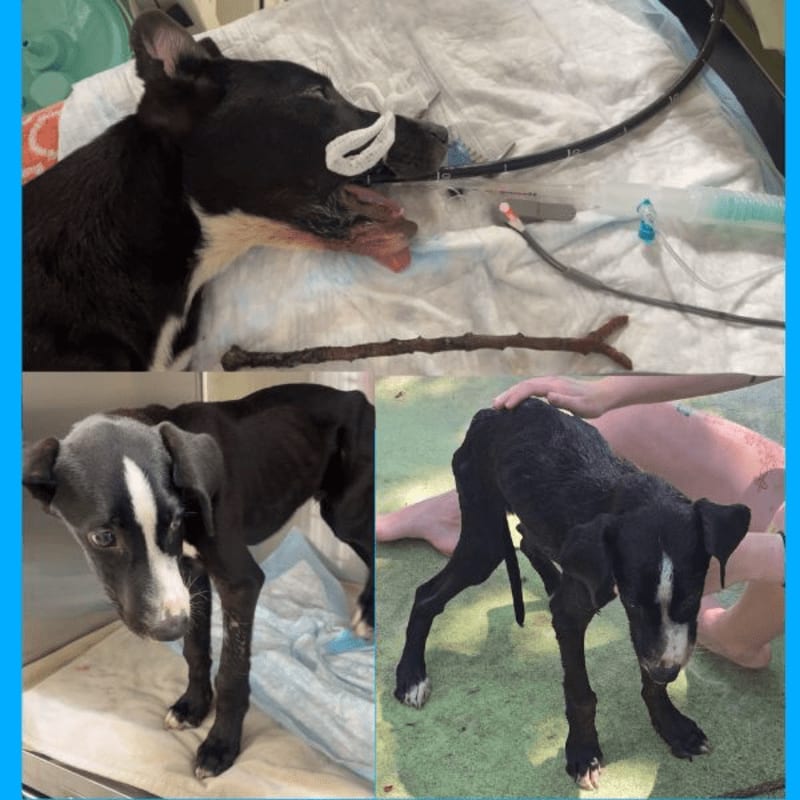 A thin black and white dog is shown in three different settings: recovering with medical equipment, standing in a cage, and standing outside with a person's legs visible.
