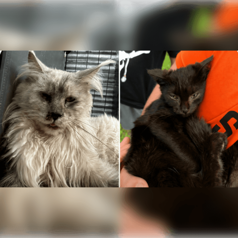 A scruffy, light-colored cat with long fur rests in a cage in the foreground, while a small, black kitten is held by a person in an orange shirt in the background.