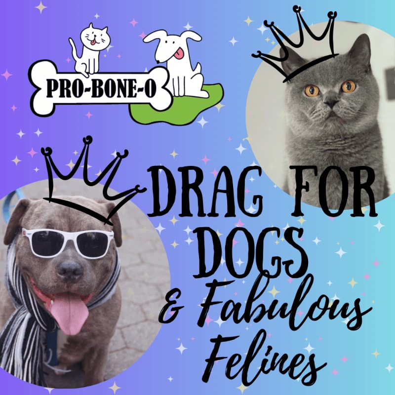 A cool dog wearing sunglasses and a scarf is in the foreground, while a regal cat with a crown is in the background, both surrounded by sparkling text that reads "DRAG FOR DOGS & FABULOUS FELINES."