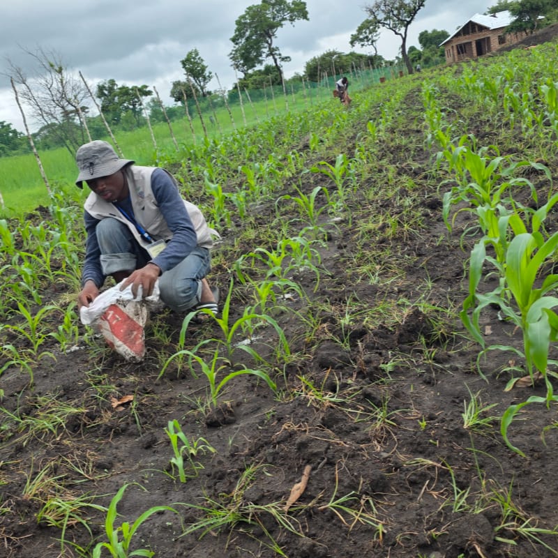 A man in a hat kneels in a field of young corn plants, with a distant figure and a building visible on a grassy hillside under a cloudy sky.