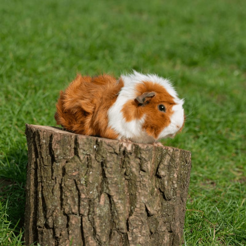 A fluffy guinea pig with brown and white fur sits on a rough wooden stump in a sunlit grassy field.