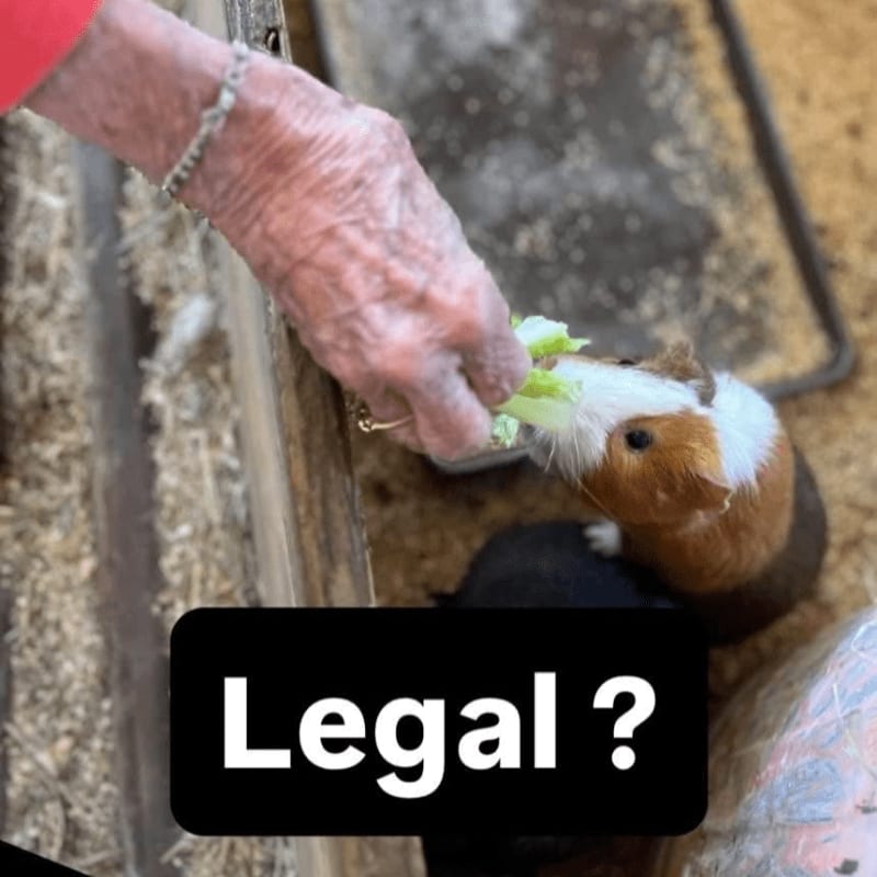 An elderly hand offers lettuce to a guinea pig in the foreground, while wood shavings fill the background.