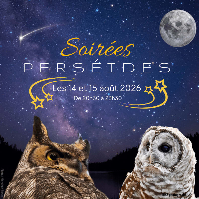 Two owls in the foreground gaze up at a starry night sky with a shooting star and a full moon, advertising "Soirées Perséides" on August 14th and 15th, 2026.