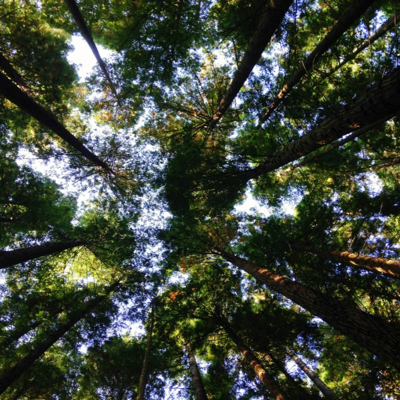 low-angle photography of tall tress during daytime