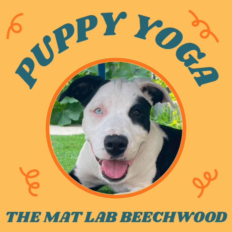 A happy puppy with heterochromia smiles in a circular frame against a bright orange background with "PUPPY YOGA" and "THE MAT LAB BEECHWOOD" text.