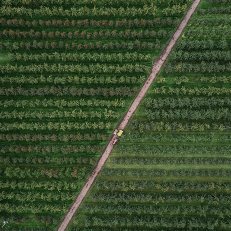 bird's eye photography of trees
