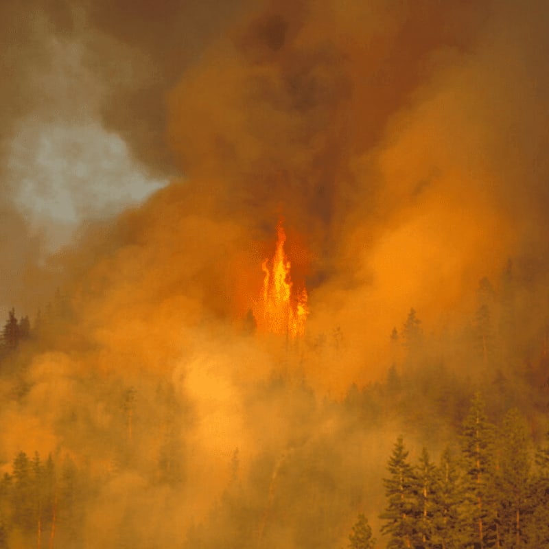 Flames erupt from a dense forest engulfed in thick, orange smoke.
